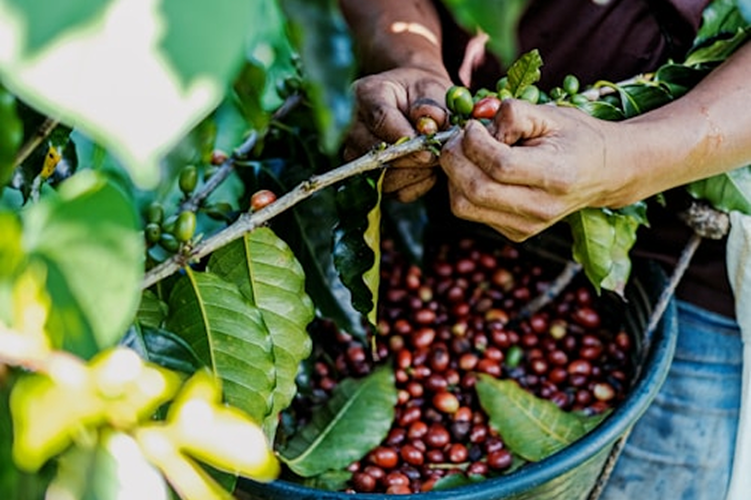 From Source to Sip